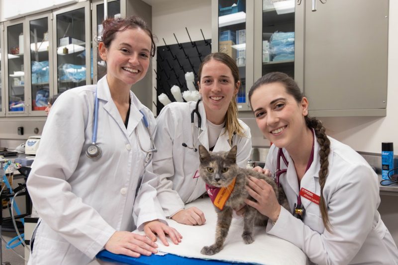 Students posing with their patient before performing a spay surgery. The dog is a part of the Animal Instructor program through the VTH.