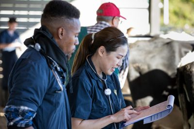 Two DVM students look at a clipboard while working on cows.