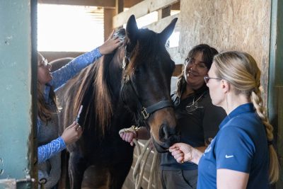 DVM student and practitioner examining a horse.