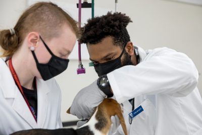 DVM students examining a beagle