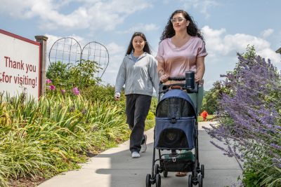 Two people walking through a garden with a cat in a stroller.