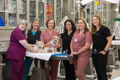 (From left) Maureen Sroufe, Terry Wnorowski, Andrea Collins, Lauren Maghak, Lauren Scaletta, and Christa Clark in the Multidisciplinary Lab with two small terriers in front of them