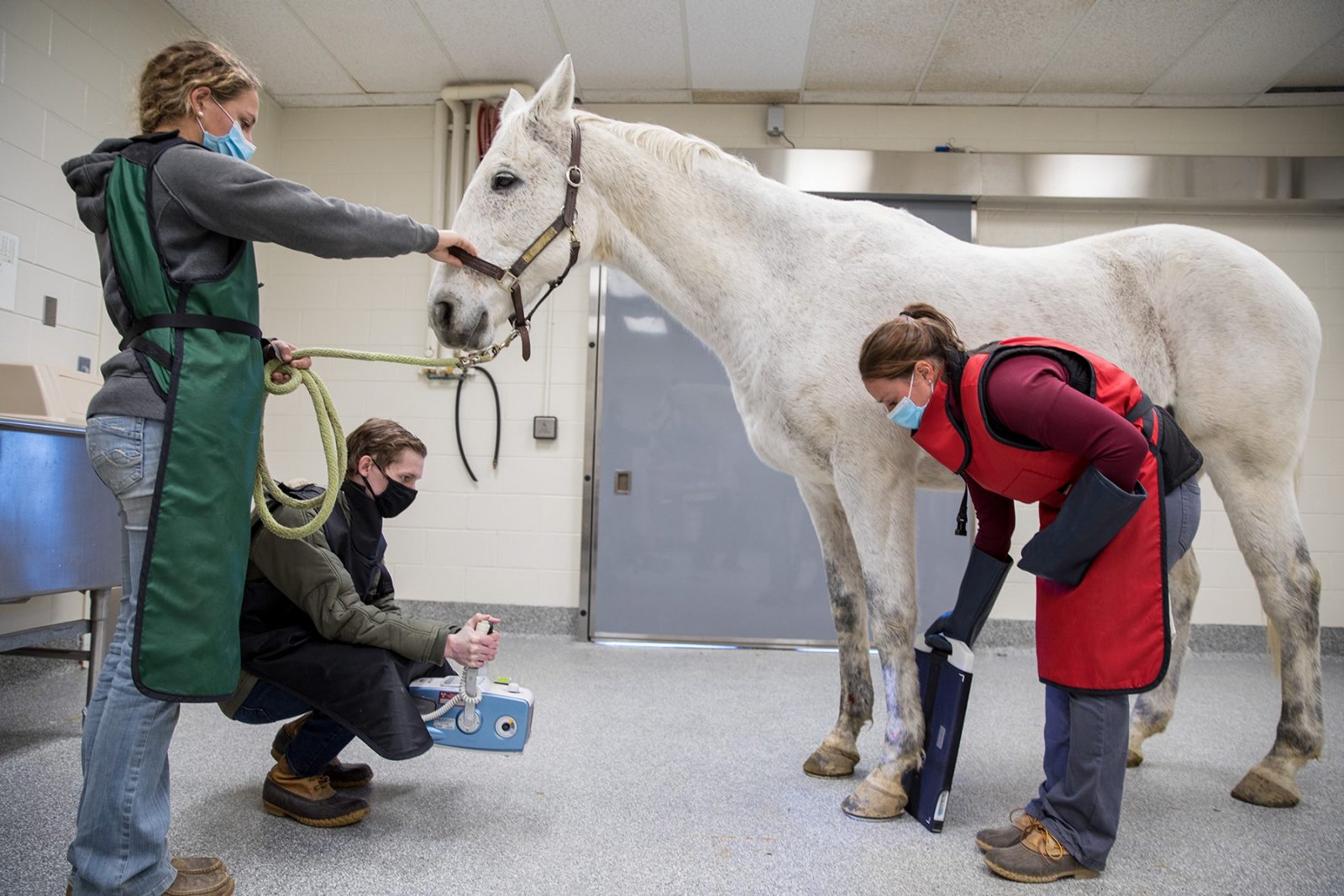 Mixed Animal Species Track Doctor of Veterinary Medicine Program
