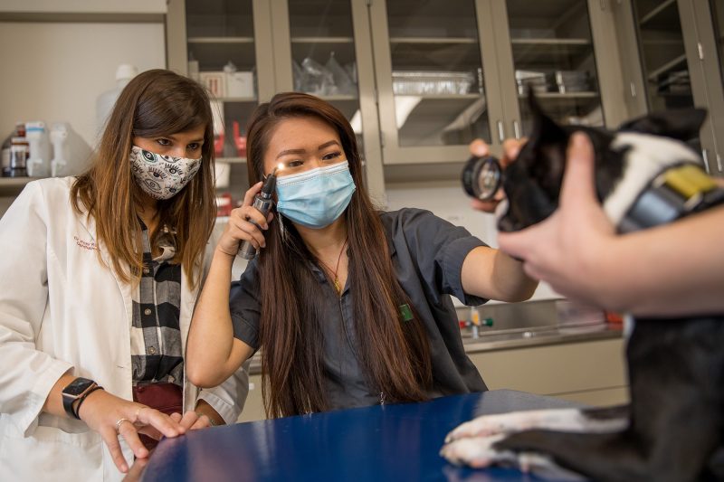 DVM Curriculum | Doctor of Veterinary Medicine Program | Virginia Tech