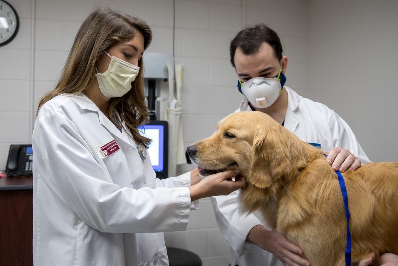 DVM Curriculum | Doctor of Veterinary Medicine Program | Virginia Tech