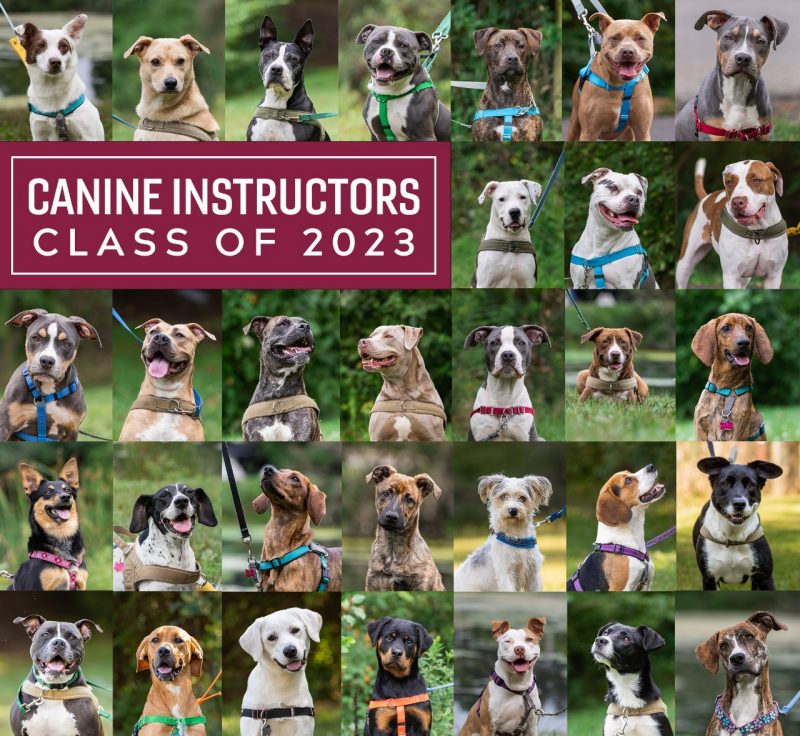 Collage of the 2023 Canine instructors.