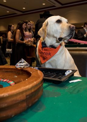 Therapy dog sitting at a roulette table.