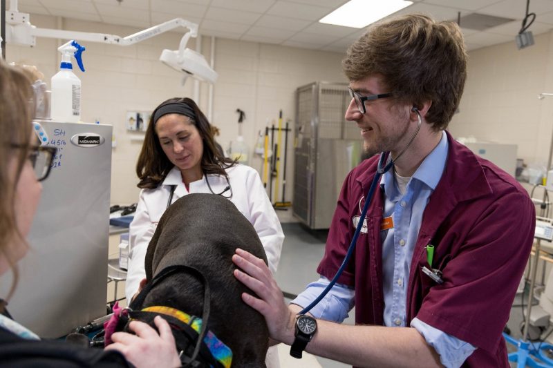 DVM students check vitals of a dog.